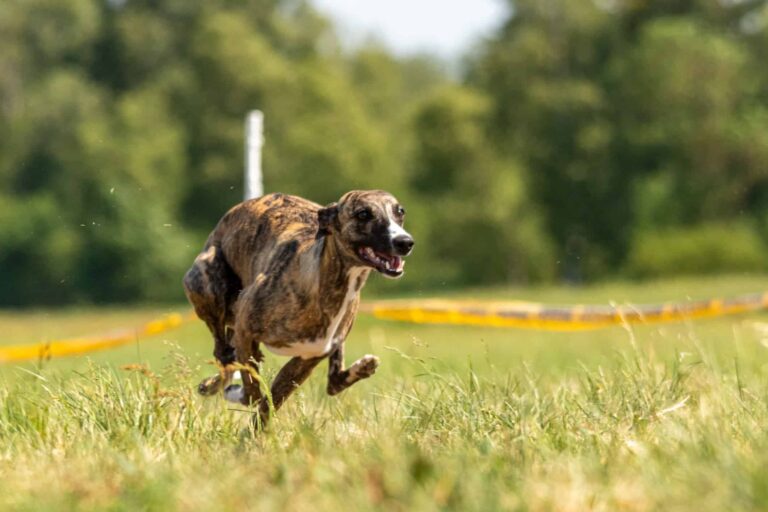 List of Dog Sports  : Unleash the Fun!